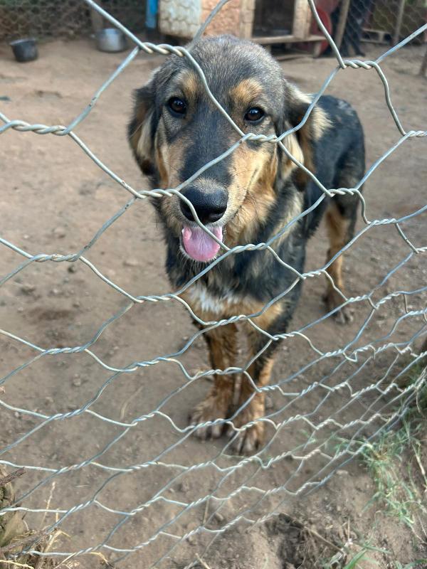 “Argo, il Cucciolo che Aspetta il Suo Lieto Fine” 🐾 Foto 2